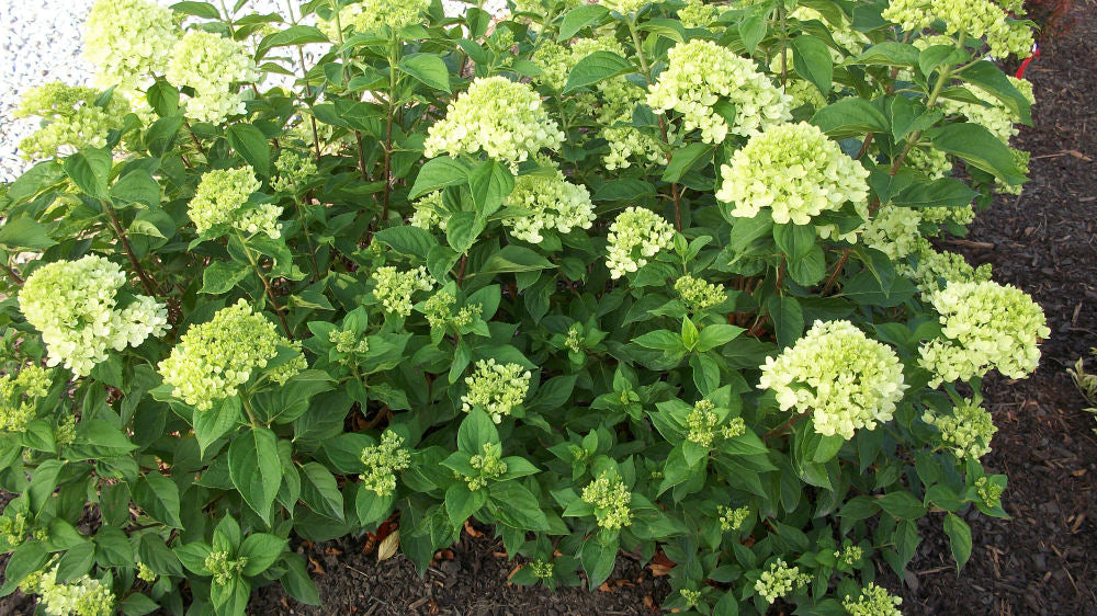 Little Lime® Panicle Hydrangea (HYDRANGEA P LITTLE LIME) - 1 gallon