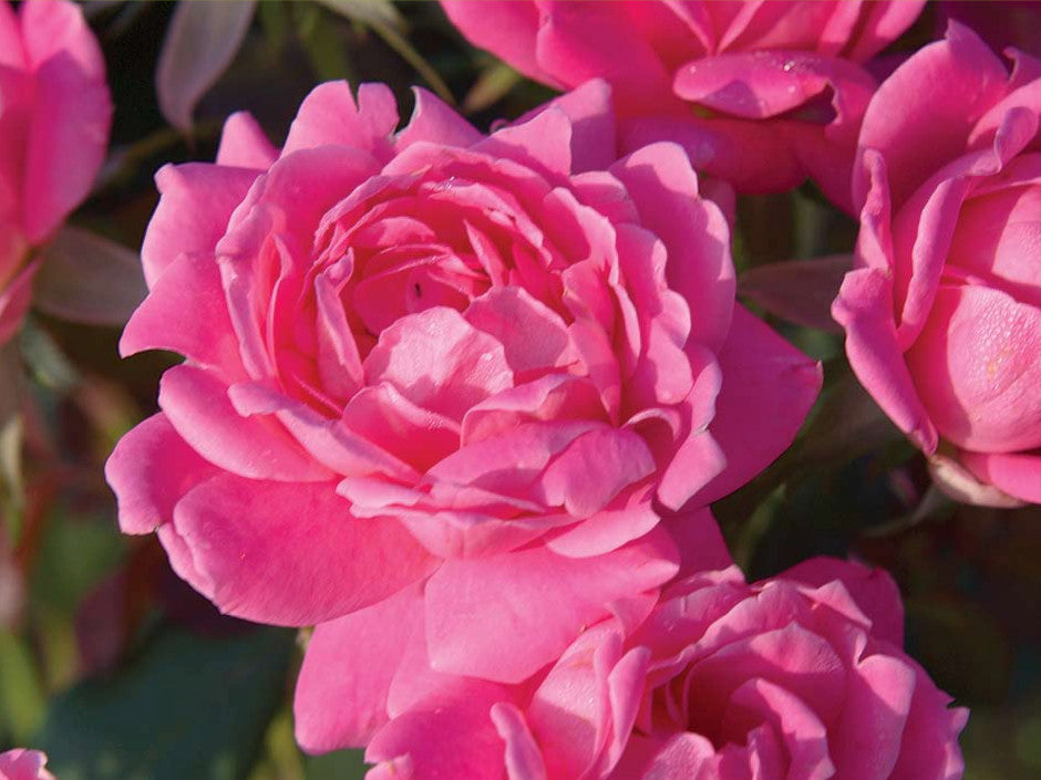 Double Pink Knock Out® Rose (ROSE K.O. DBL PINK KNOCKOUT) - 2 gallon
