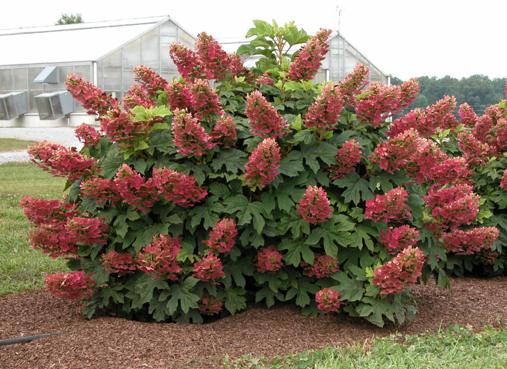 Ruby Slippers Oakleaf Hydrangea (HYDRANGEA QU. RUBY SLIPPERS) - 1 gallon