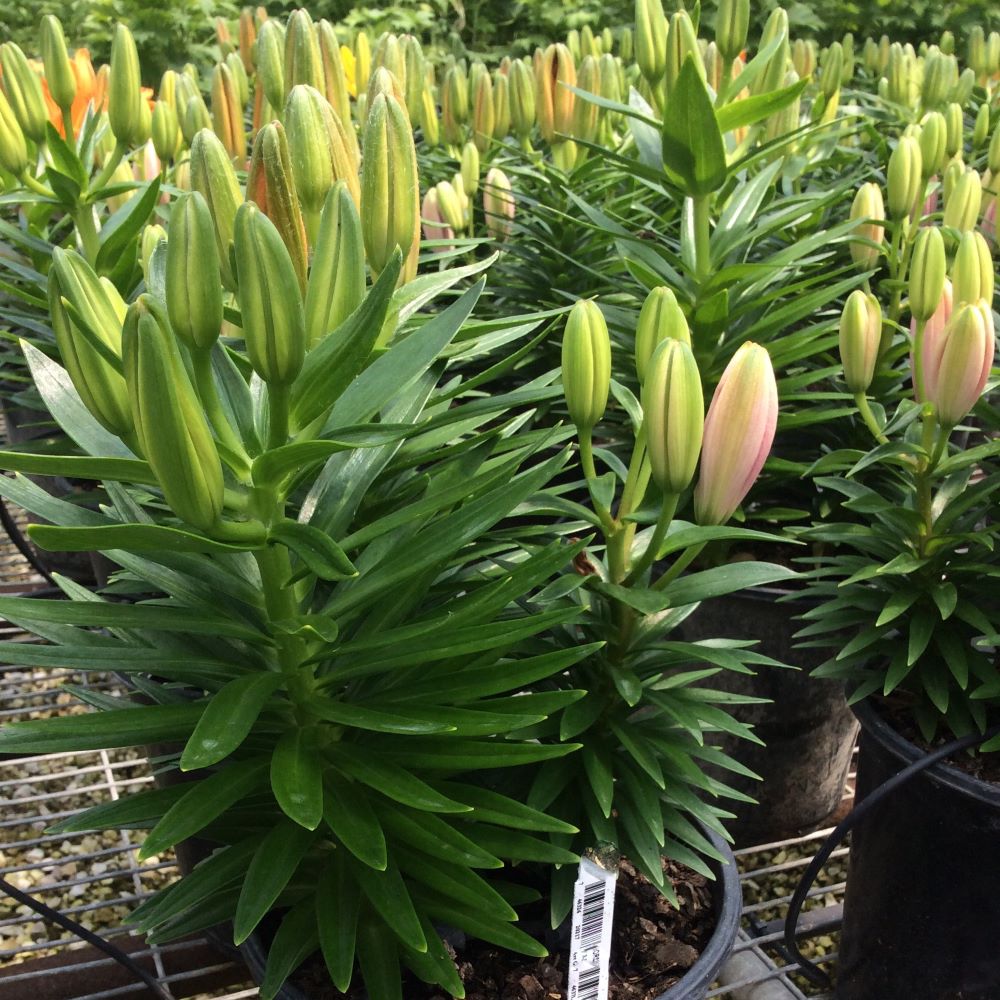 Yellow, Orange, Pink Lilies (LILIUM GRB-A YELLOW/ORANGE/PINK) - 1 gallon