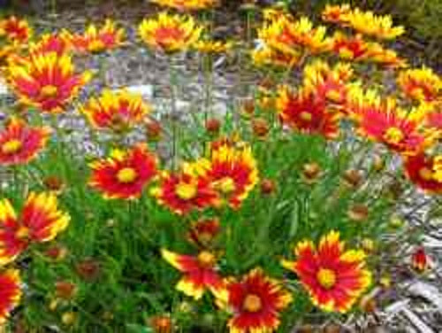 Li'l Bang™ Daybreak Coreopsis (COREOPSIS X LIL BANG DAYBREAK) - 1 gallon