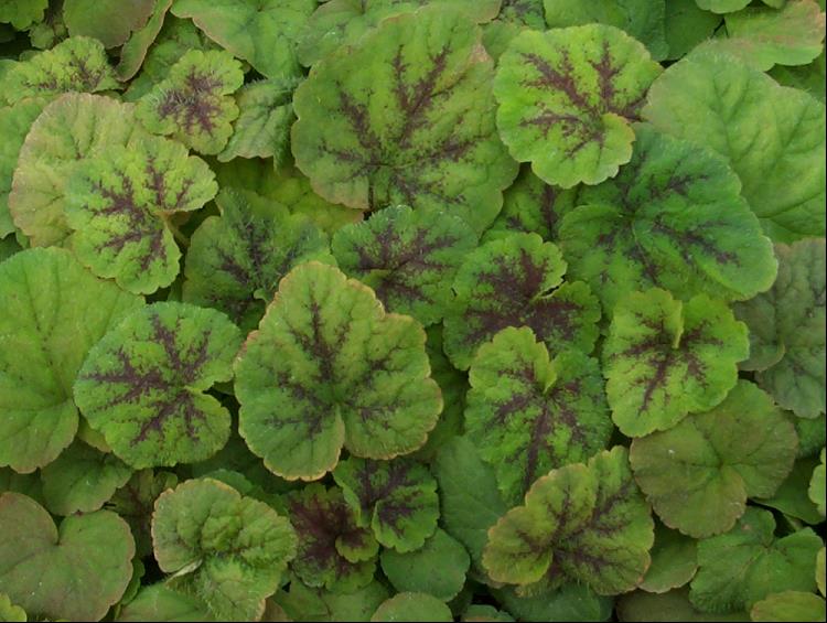Running Tapestry Foamflower (TIARELLA C. RUNNING TAPESTRY) - 1 gallon