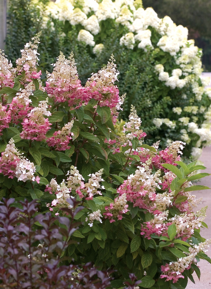 Pinky Winky® Panicle Hydrangea (HYDRANGEA P PINKY WINKY) - 1 gallon