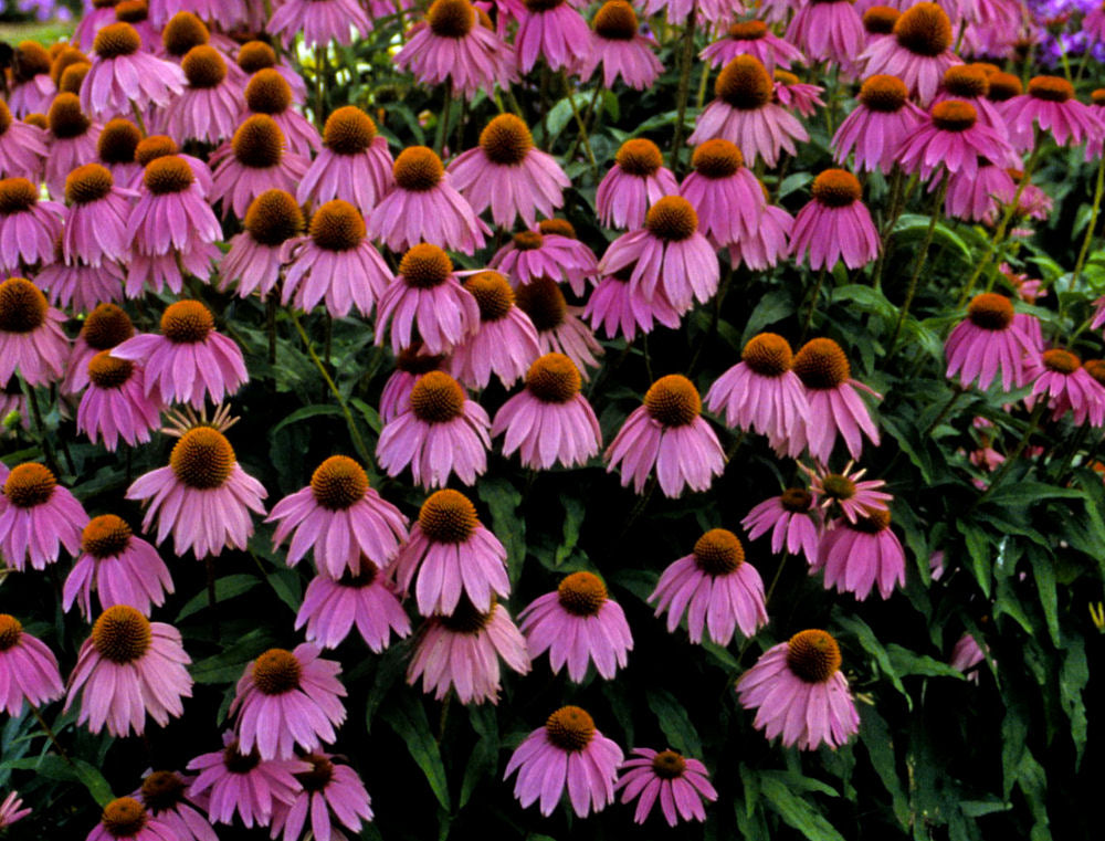 Kim's Knee High™ Coneflower (ECHINACEA P. KIMS KNEEHIGH) - 3QT