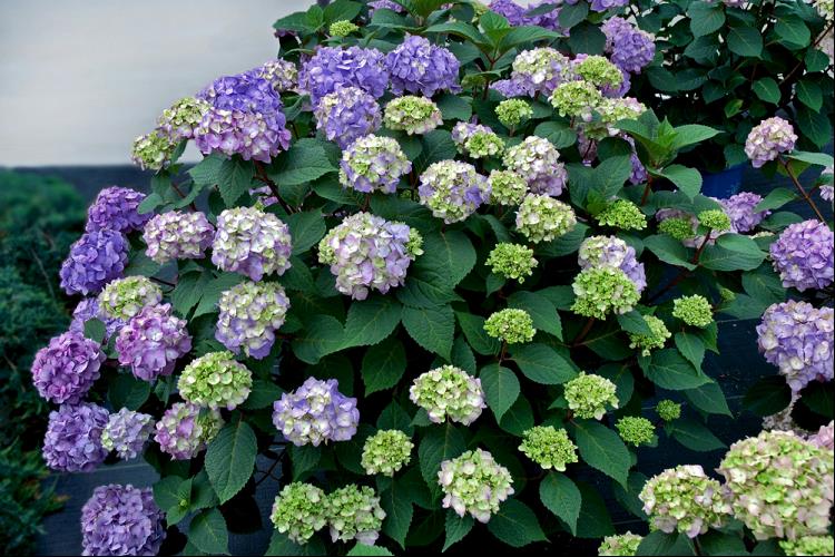 BloomStruck® Hydrangea (HYDRANGEA M. BLOOMSTRUCK) - 8"
