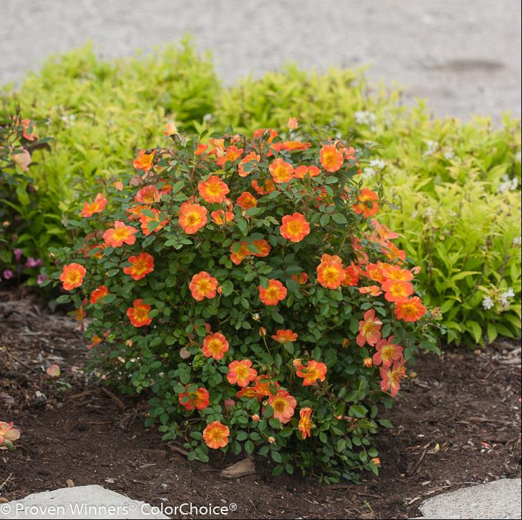Proven Winners® Color Choice® Oso Easy® Paprika Rose (ROSA ‘CHEWMAYTIME’) - 2 gallon