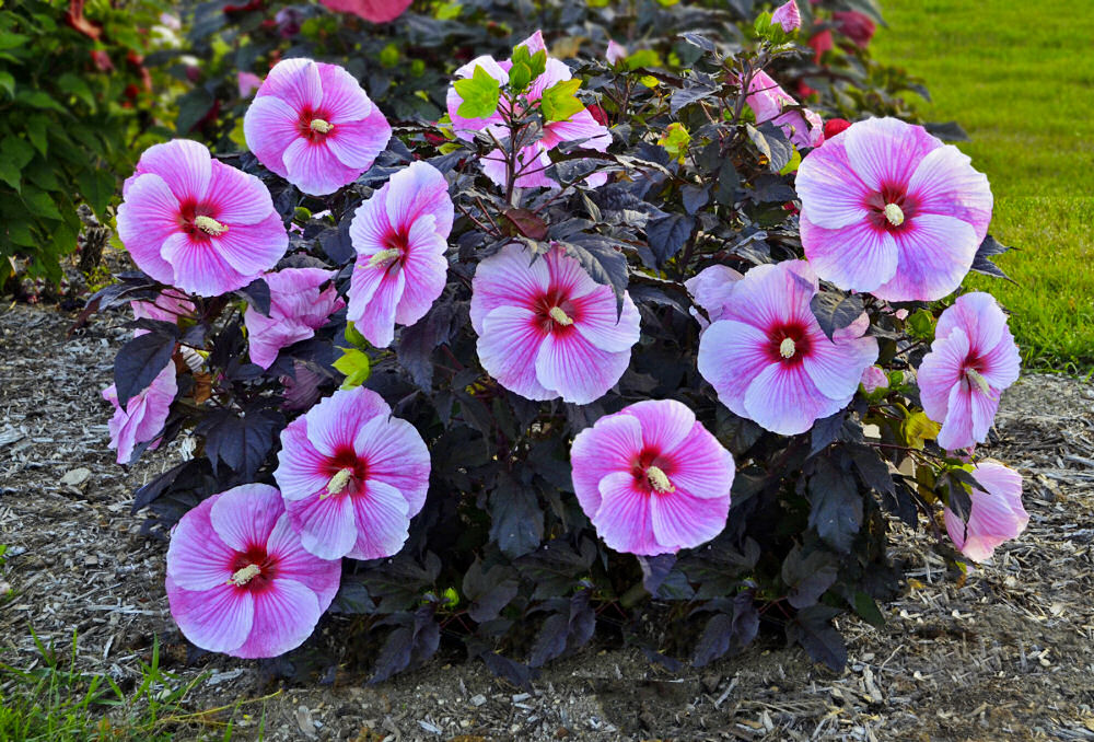Starry Night Rose Mallow (HIBISCUS STARRY NIGHT) - 1 gallon