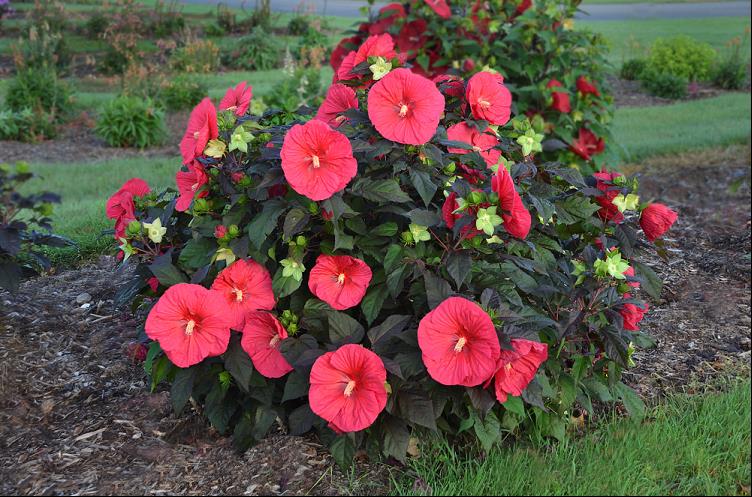 Mars Madness Rose Mallow (HIBISCUS MARS MADNESS) - 2 gallon