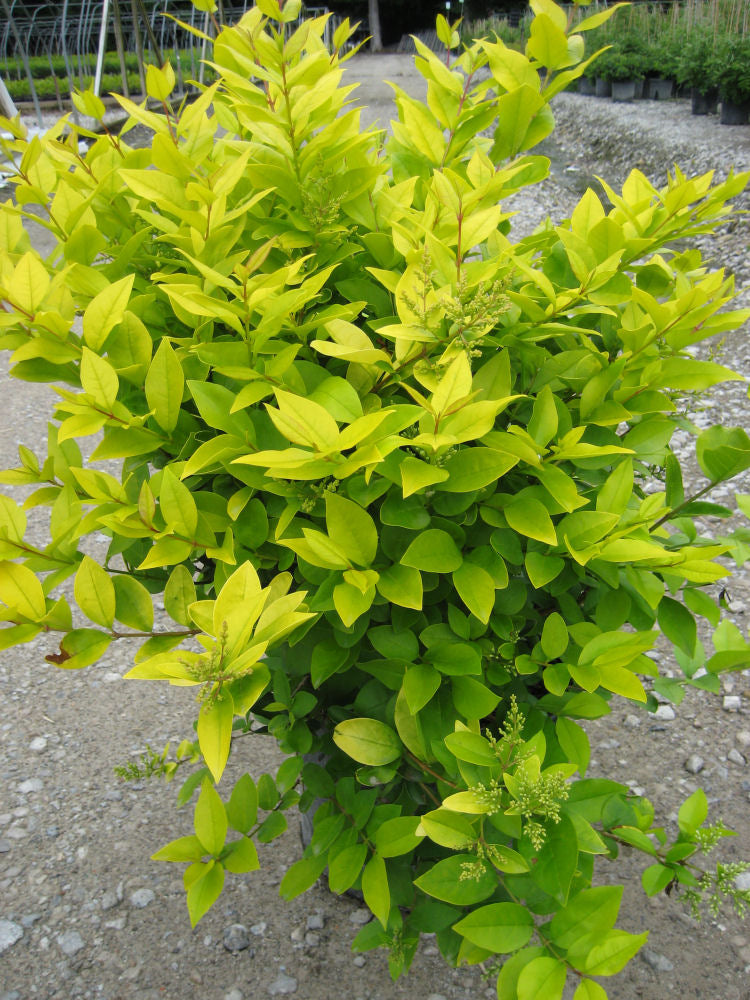 Golden Vicary Privet (LIGUSTRUM X VICARYI) - 1 gallon 6"