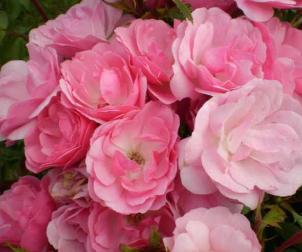 Pinktopia Rose (ROSE E.E. PINKTOPIA) - 2 gallon