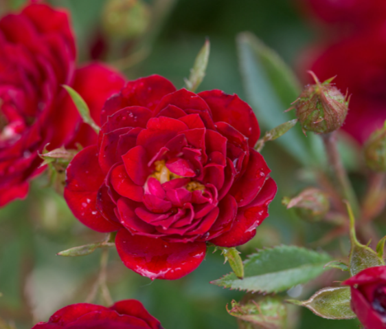 Rose Chi™ (ROSE E.E. CHI) - 2 gallon