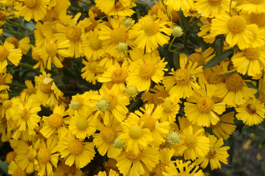 Sombrero Sneeze Weed (HELENIUM MARIACHI SOMBRERO) - 1 gallon