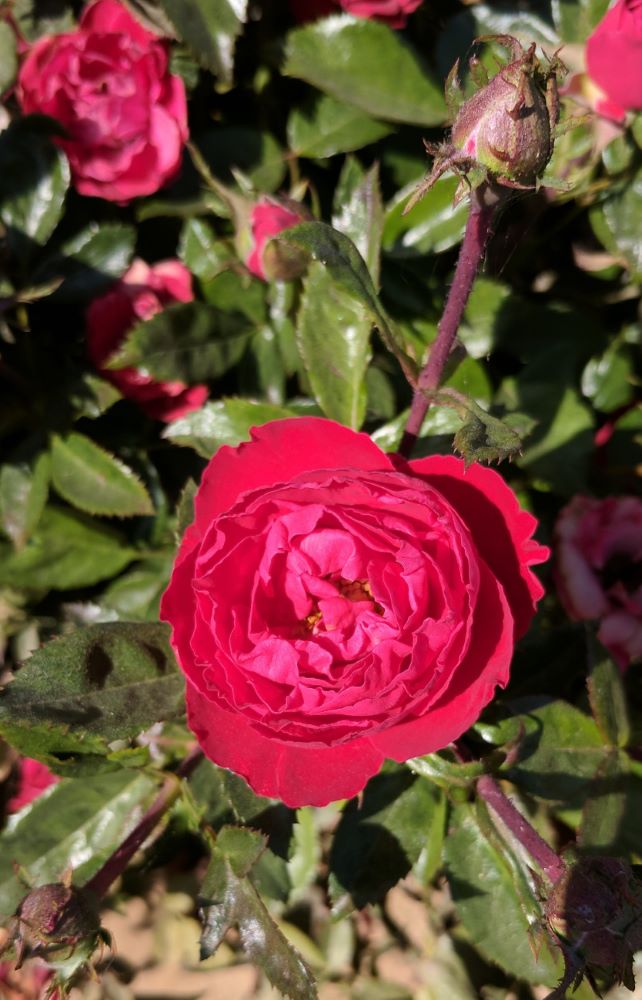 Cherrytini™ Floribunda Rose (ROSE CHERRYTINI) - 3 gallon