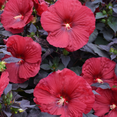 Summerific® 'Holy Grail' Rose Mallow (HIBISCUS HOLY GRAIL) - 2 gallon