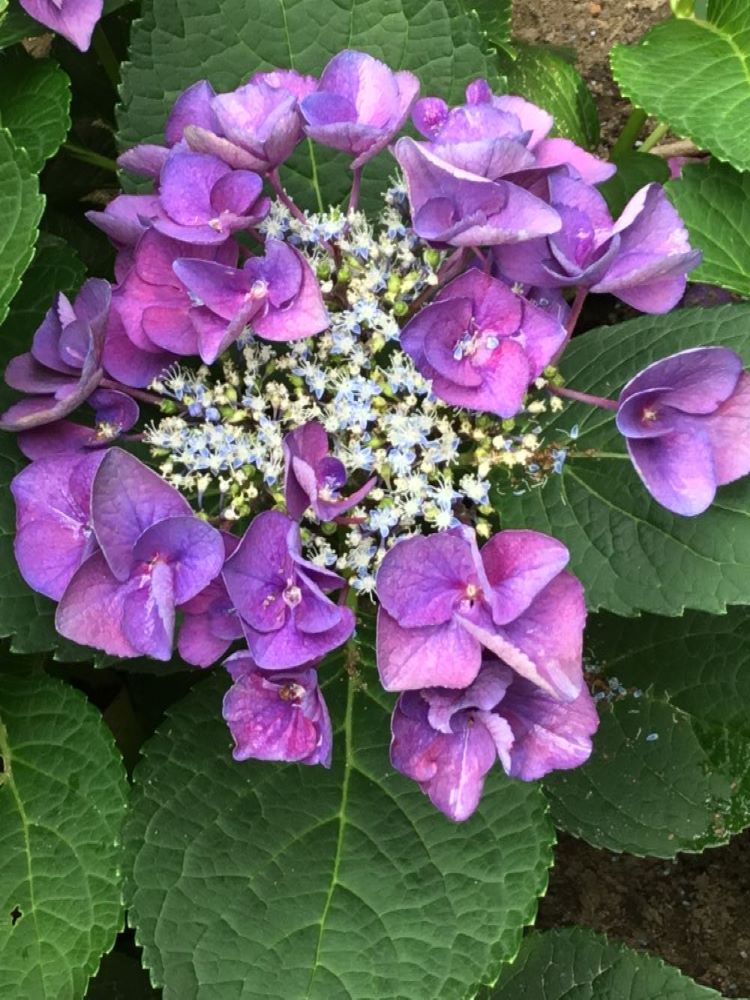 Grape Explosion Hydrangea (HYDRANGEA M. GRAPE EXPLOSION) - 3 gallon