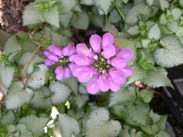 Purple Dragon Spotted Deadnettle (LAMIUM M. PURPLE DRAGON) - 1 gallon