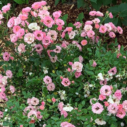 Oso Easy Petit Pink® Landscape Rose (Rose 'ZLEMarianneYoshida') - 3 gallon