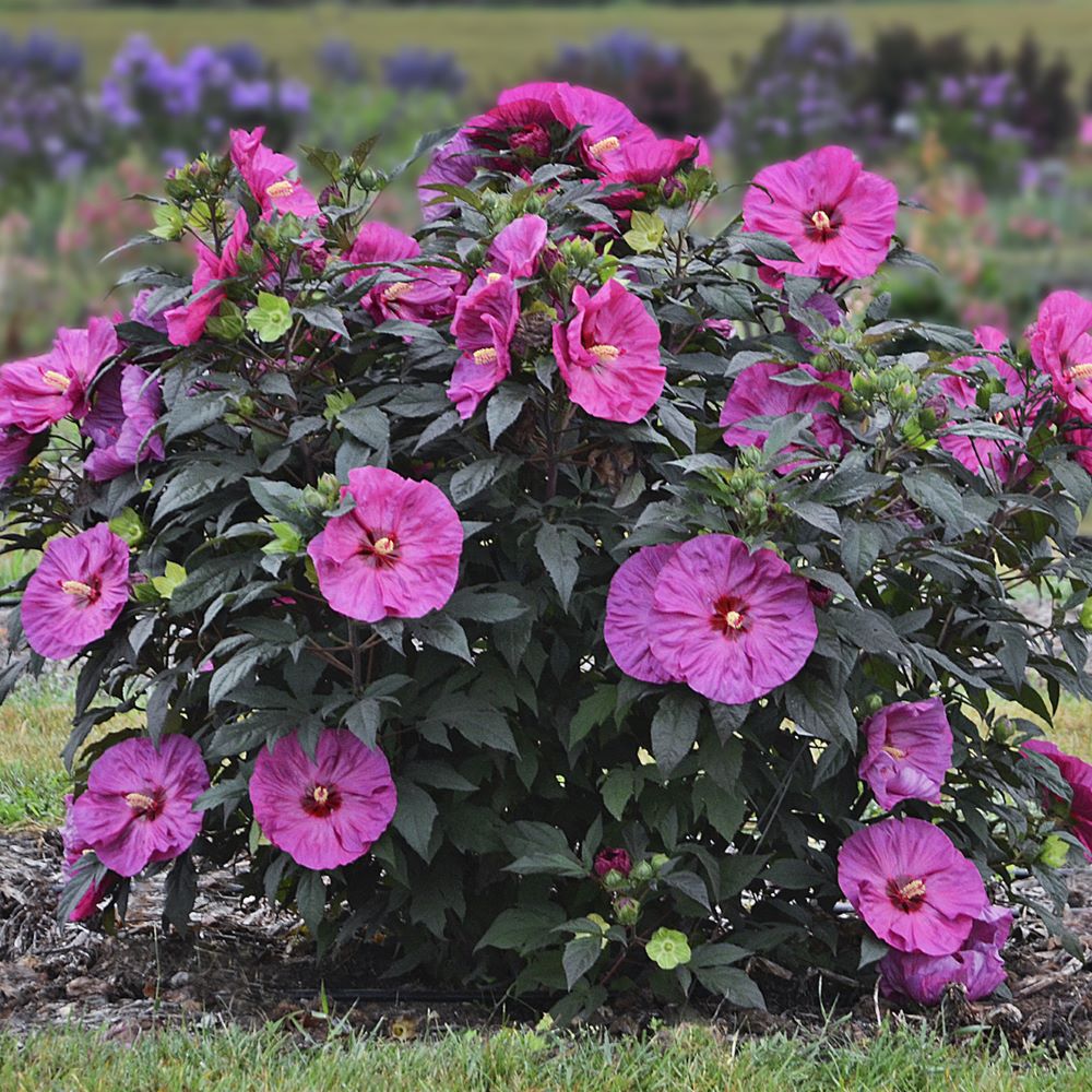 Summerific® 'Berry Awesome' Rose Mallow (HIBISCUS X SUMMERIFIC BERRY AWESOME) - 2 gallon
