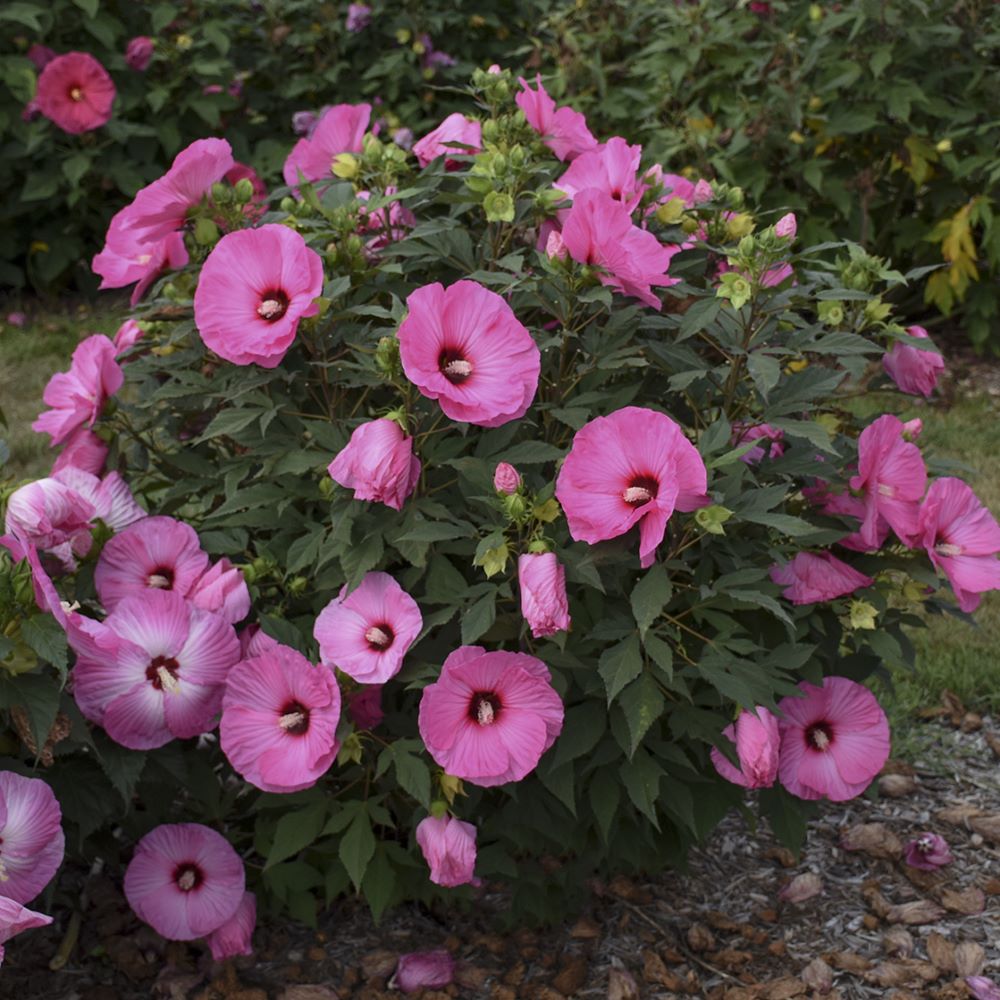 Summerific® 'Candy Crush' Rose Mallow (HIBISCUS X SUMMERIFIC CANDY CRUSH) - 2 gallon
