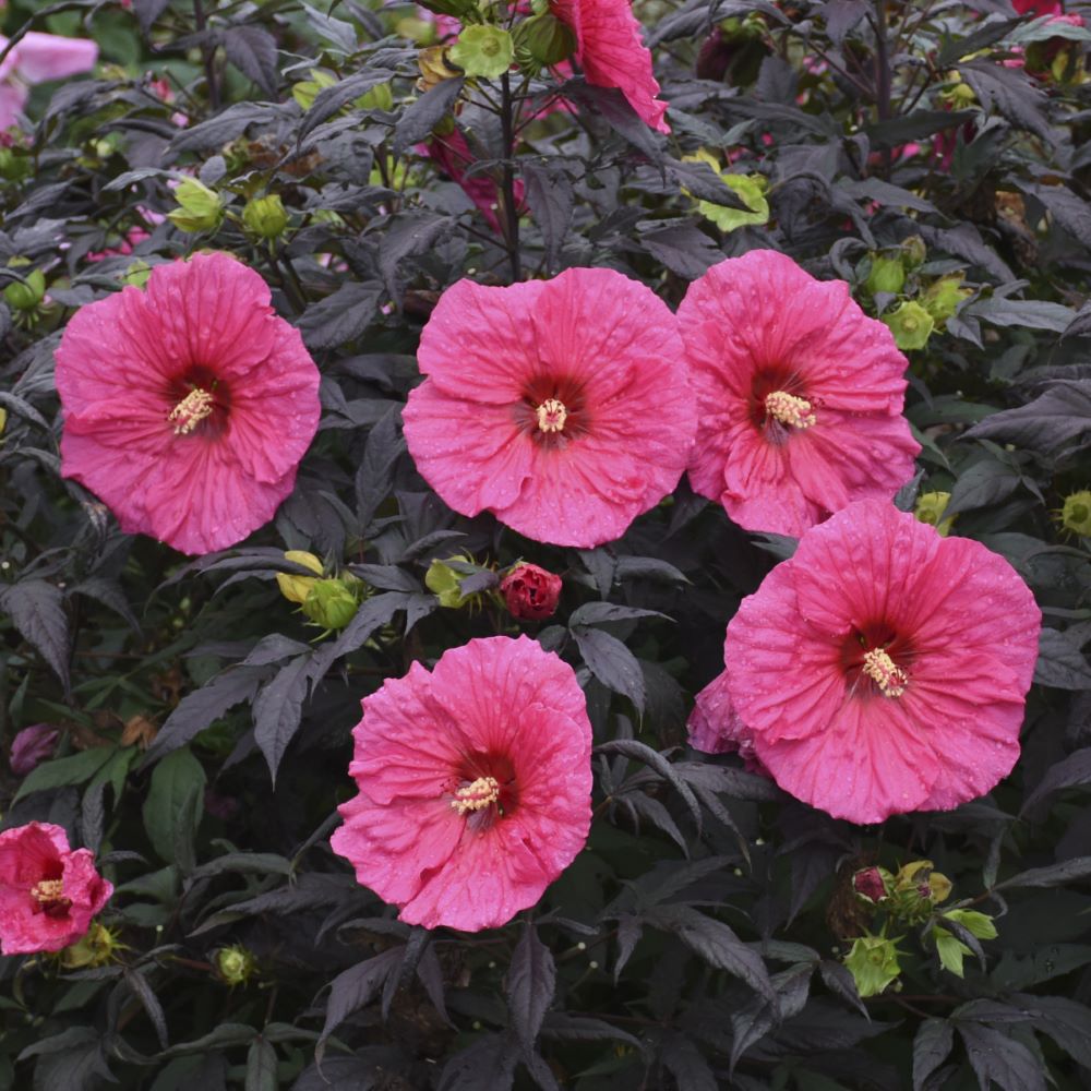 Summerific® 'Evening Rose' Rose Mallow (HIBISCUS X SUMMERIFIC EVENING ROSE) - 2 gallon
