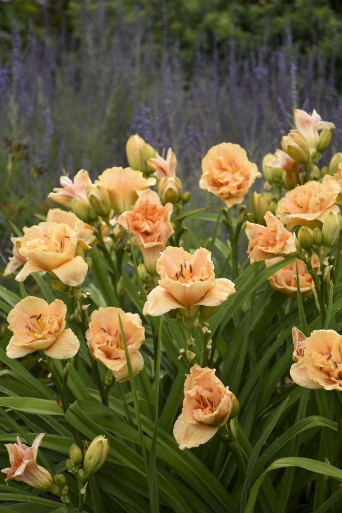 Rainbow Rhythm® 'Siloam Peony Display' Daylily (HEM RAINBOW RHYTHM SILOAM PEONY DISPLAY) - 1 gallon