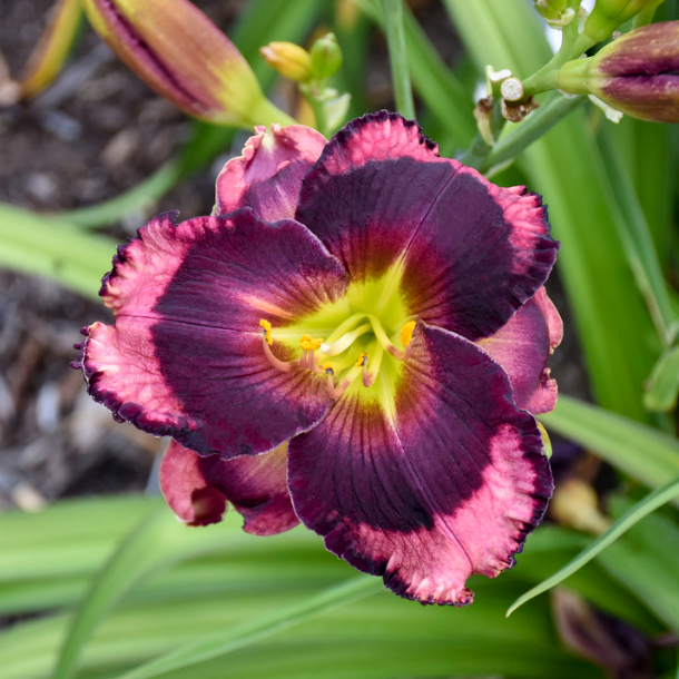 Rainbow Rhythm® 'Storm Shelter' Daylily (HEM RAINBOW RHYTHM STORM SHELTER) - 1 gallon