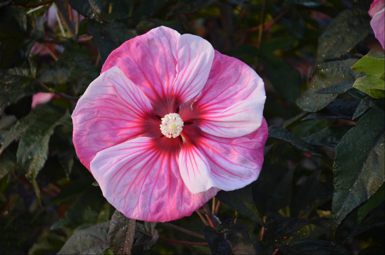 Summerific® 'Cherry Choco Latte' Rose Mallow (HIBISCUS CHERRY CHOCO LATTE) - 2 gallon