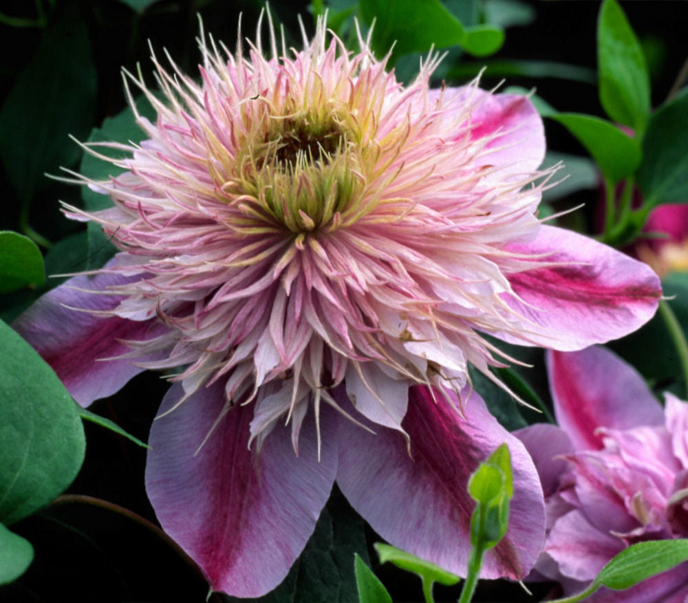 Empress™ Clematis (Clematis  'Evipo011') - 1 gallon
