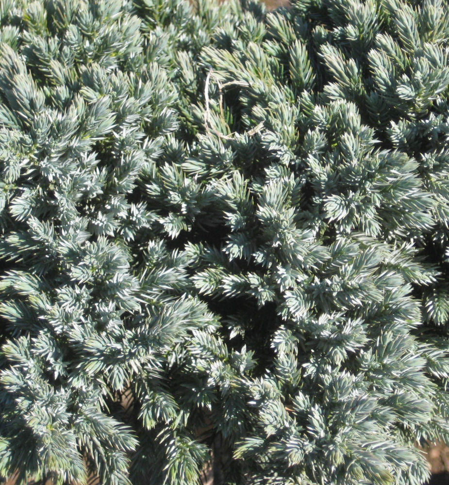 Blue Star Juniper (JUNIPER SQ. BLUE STAR) - 2 gallon 8"
