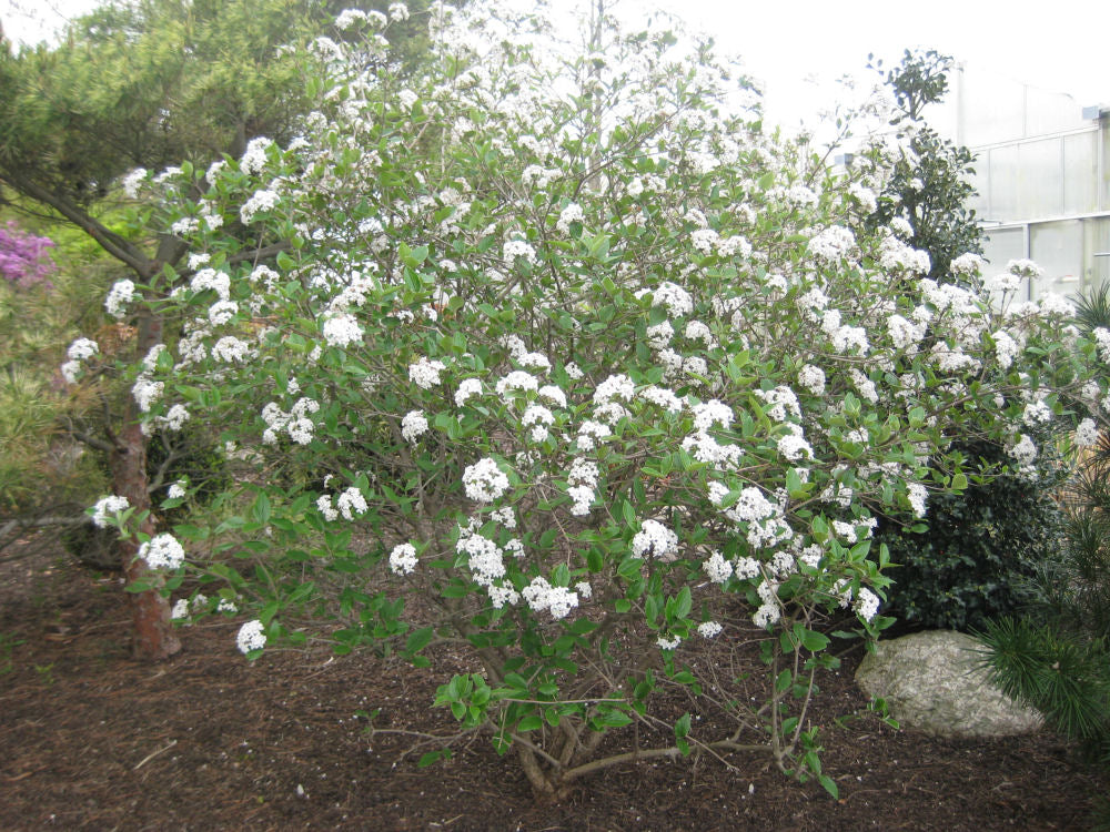 Mohawk Viburnum (VIBURNUM X BURK. MOHAWK) - 3 gallon 15"