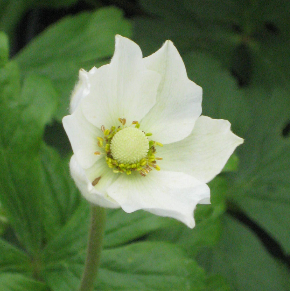 Snowdrop Windflower (ANEMONE SYLVESTRIS) - 1 gallon