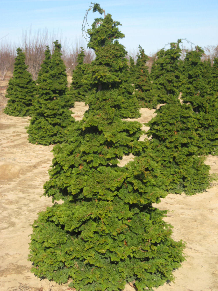 Semi-dwarf Hinoki False Cypress (CHAM. OBTUSA COMPACTA) - 3 gallon 18"