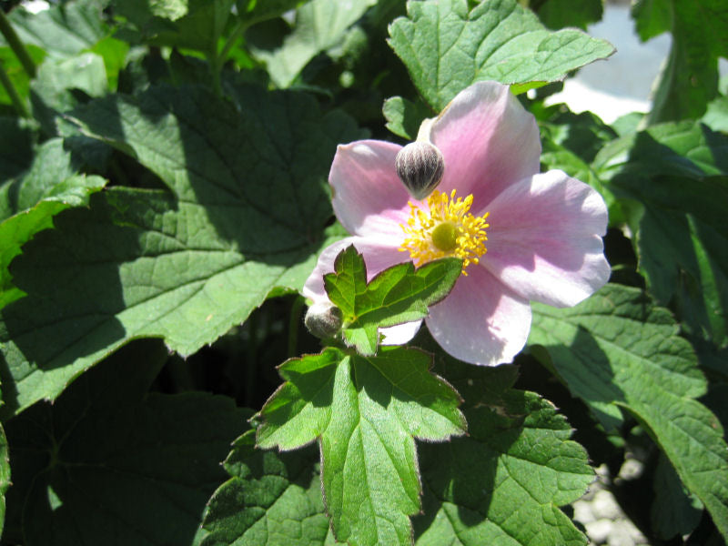September Charm Anemone (ANEMONE H. SEPTEMBER CHARM) - 1 gallon