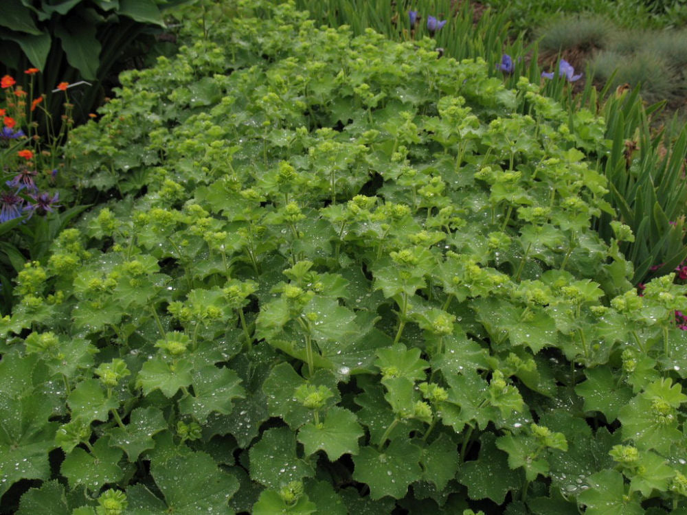 Thriller Lady's Mantle (ALCHEMILLA MOLLIS THRILLER) - 1 gallon