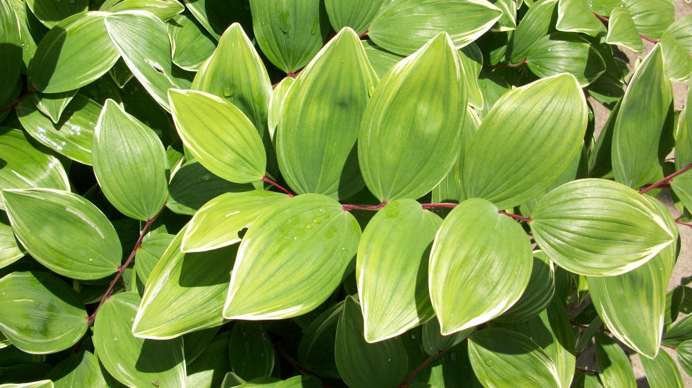 Variegated Solomon's Seal (POLYGONATUM ODORATUM VARIEGATUM) - 1 gallon