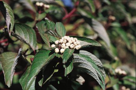 Bailey Red Twig Dogwood (CORNUS S. BAILEYI) - 2 gallon 24"