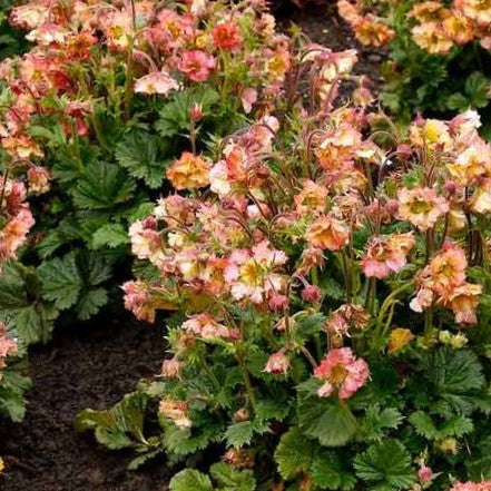 Geum Pretticoats™ Peach  (GEUM PRETTICOATS PEACH) - 1 gallon