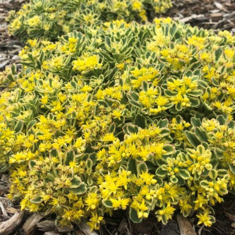 Rock 'N Low® 'Boogie Woogie' Stonecrop (SEDUM ROCK N GROW BOOGIE WOOGIE) - 1 gallon
