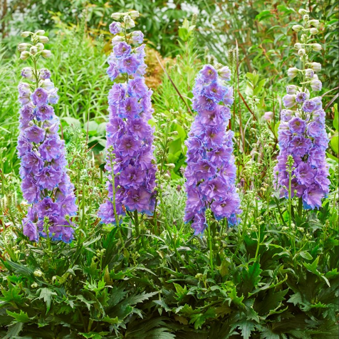 Delgenius™ 'Shelby' larkspur
 (DELPHINIUM DEL SHELBY) - 1 gallon