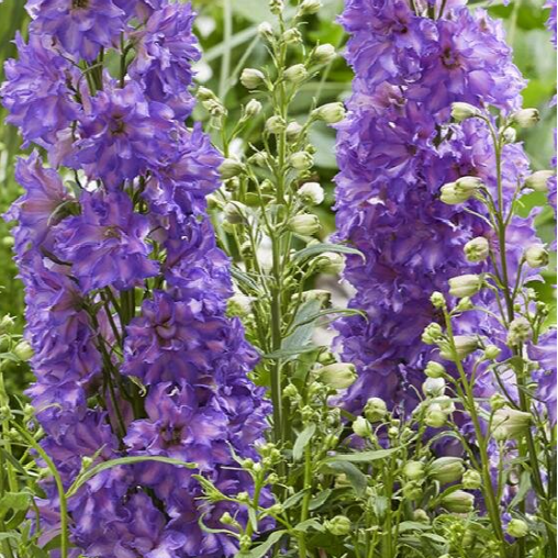 Breezin' larkspur (DELPHINIUM DEL BREEZIN) - 1 gallon