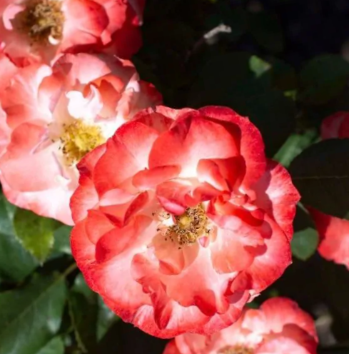 Color Splash® Rose (ROSE COLOR SPLASH) - 3 gallon