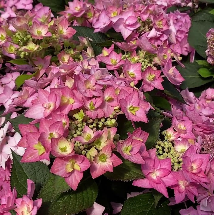 Let's Dance Can Do!® Reblooming hydrangea (HYDRANGEA M. LETS DANCE CAN DO) - 3 gallon