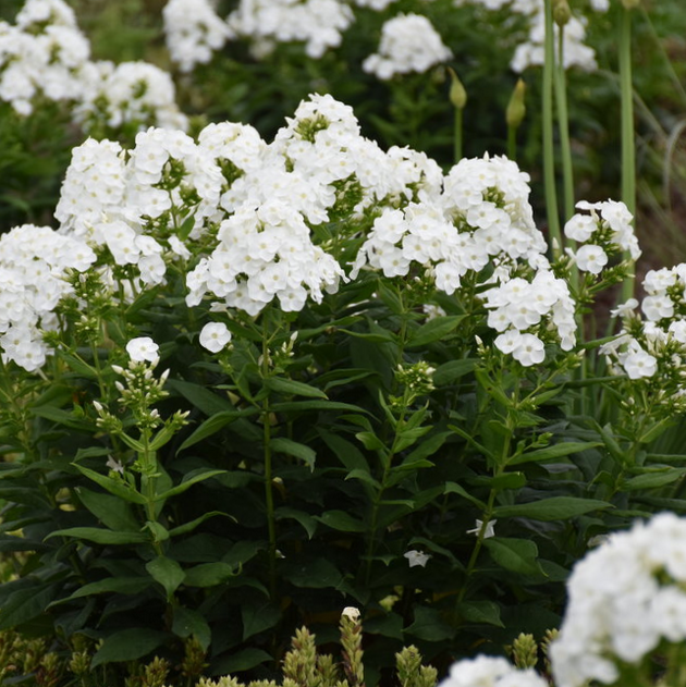 Luminary® 'Backlight' Tall Garden Phlox (PHLOX P. LUMINARY BACKLIGHT) - 1 gallon