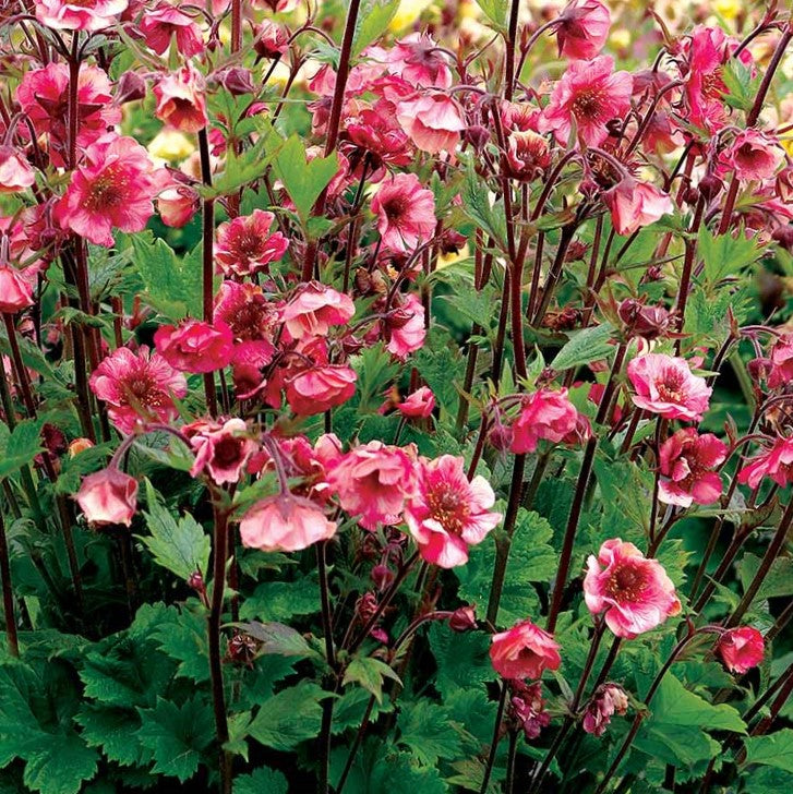 Geum Tempo™ Rose (GEUM TEMPO ROSE) - 1 gallon