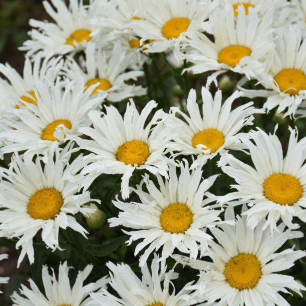 Amazing Daisies® 'Spun Silk' Shasta Daisy (LEUCANTHEMUM SPUN SILK) - 1 gallon