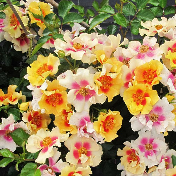 Ringo® Rose (ROSE RINGO) - 3 gallon