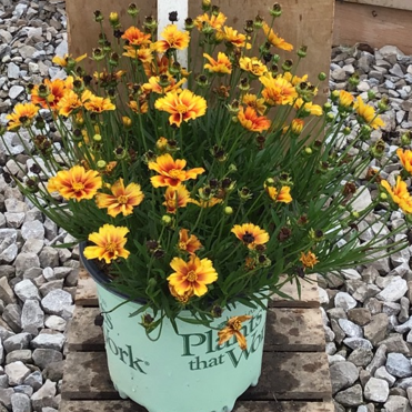 Coreopsis Lil Bang™ Fire Wheel (COREOPSIS X LIL BANG FIRE WHEEL) - 1 gallon