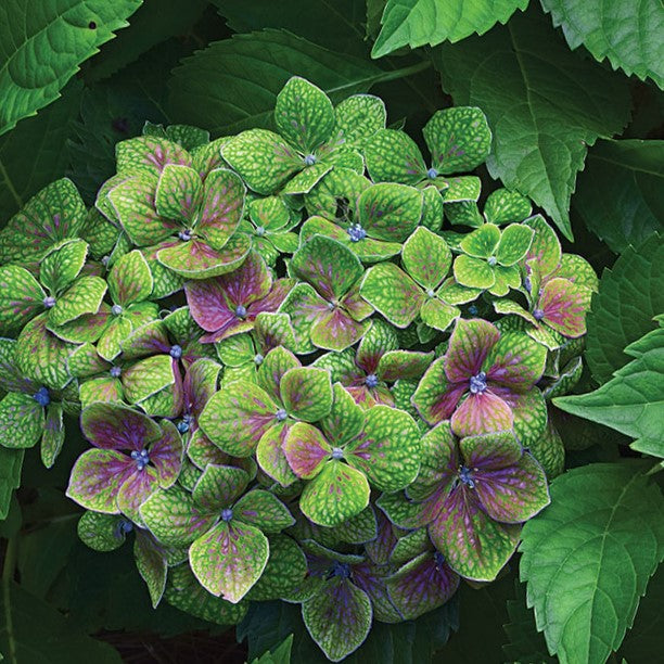 Froggie™ Hydrangea (HYDRANGEA M. FROGGIE) - 2 gallon
