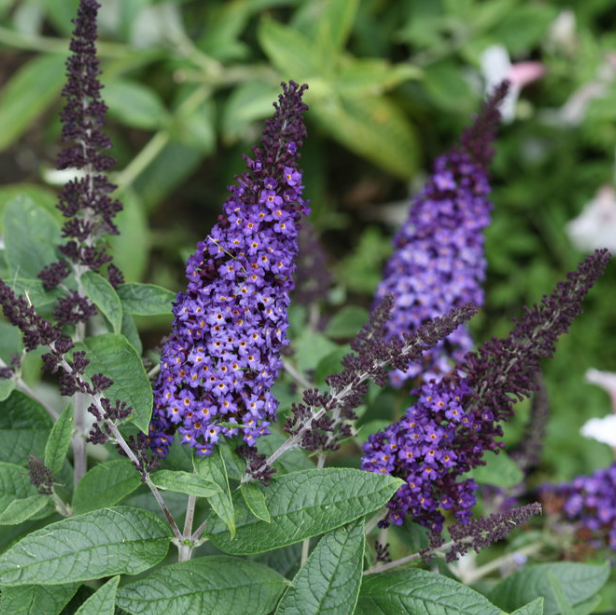 Pugster Blue® Butterfly Bush
 (BUDDLEIA PUGSTER BLUE) - 2 gallon