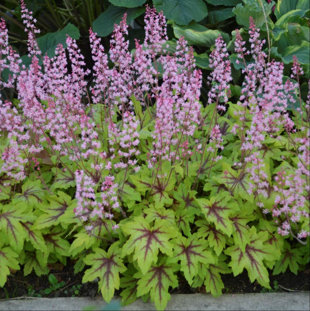 Fun and Games® 'Eye Spy' Foamy Bells (HEUCHERELLA EYE SPY) - 1 gallon